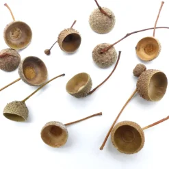 Bastelzubehör|kunstmitperlen Eichel Kappen, Eichelhütchen, natur mit Zweig, braun, Naturprodukt zum Dekorieren, Basteln, Weihnachten, Floristik