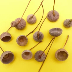 Bastelzubehör|kunstmitperlen Eichel Kappen, Eichelhütchen, natur mit Zweig, braun, Naturprodukt zum Dekorieren, Basteln, Weihnachten, Floristik