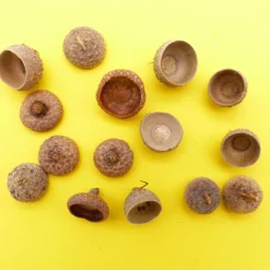 Bastelzubehör|kunstmitperlen Eichel Kappen, Eichelhütchen, natur, braun, Naturprodukt zum Dekorieren, Basteln, Weihnachten, Floristik