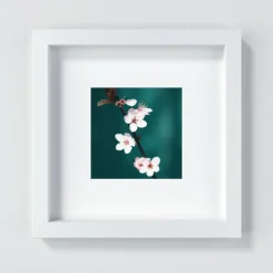 Geschenke Für Frauen|ANNblick Fotokunst by Ann Kirschblüte in Rosa, Botanik Druck und Fotografie mit grünem Hintergrund, Geschenk zum Frühling, 13 x 13 cm, 20 x 20 cm