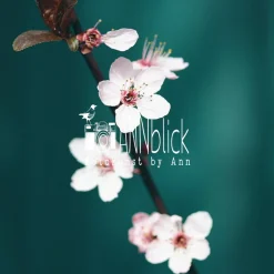 Geschenke Für Frauen|ANNblick Fotokunst by Ann Kirschblüte in Rosa, Botanik Druck und Fotografie mit grünem Hintergrund, Geschenk zum Frühling, 13 x 13 cm, 20 x 20 cm