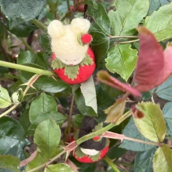 Outlet Rose rot Mini - Blumenkind - Jahreszeitentisch - Sommer Sommer