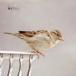 Sale Spatz Kunstdruck, kleiner Vogel, Vogel-Liebhaber-Geschenk, Tier, Kinderzimmerdekor Wand Dekoration, 13x13 cm, 20x20 cm Geschenke