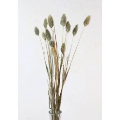 Discount Trockenblumen: 10 Stiele Phalaris getrocknet, naturfarben, ca. 40 cm Tischdekoration