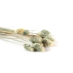 Discount Trockenblumen: 10 Stiele Phalaris getrocknet, naturfarben, ca. 40 cm Tischdekoration